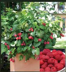 Free shipping on orders over $75. Rare Dwarf Raspberry Fruit Tree 20 Or 40 Seeds No Plant Etsy In 2021 Fruit Trees Guava Fruit Tree Rose Seeds