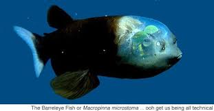 Barreleyes Also Known As Spook Fish Are Small Deep Sea Argentiniform Fish Comprising The Family Opisthoproctidae Fou Deep Sea Life Sea Fish Deep Sea Fishing