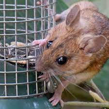 Der löwe hatte die maus noch kurze zeit davor verspottet und gemeint, dass eine kleine maus nichts ausrichten oder bewirken könne. So Vertreiben Sie Mause Am Effektivsten Und Verhindern Einen Hausbrand Wohnen