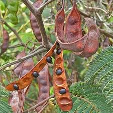 Image result for Acacia decurrens