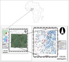 Image result for Strephonema mannii