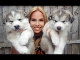 If you are looking to adopt or buy a alaskan malamute take a look here! Giant Alaskan Malamute Puppies Youtube