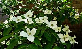 Image result for Cornus
