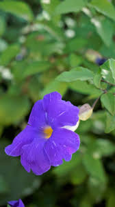 Image result for Thunbergia vogeliana