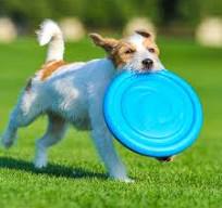 Dog Flying Disk: Lightweight And Flexible