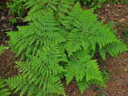 Image result for Pteridium