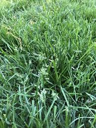 Image result for Poa