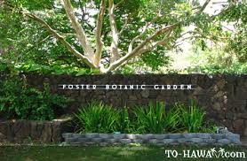Foster botanical garden is one of the honolulu botanical gardens and has been entered on the national register of. Foster Botanical Garden Oahu