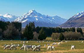 In recent years, the government has sought to address longstanding maori grievances. New Zealand Economy Britannica