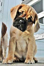 This One Would Get Away With Anything He Wanted In My House Because I Could Never Say No To That Face Beautiful Dog Breeds Most Beautiful Dog Breeds Dog Breeds