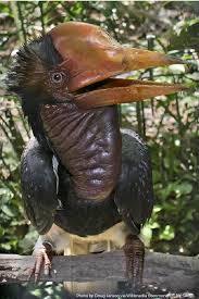 The Most Noticeable Feature Of The Helmeted Hornbill Is Its Large Casque The Helmet Like Structure On Its Head This Weird Birds Bizarre Animals Rare Animals