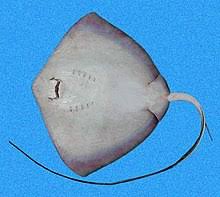 The stove/oven combination is a heavy appliance that is invaluable to everyday living. Southern Stingray Wikipedia