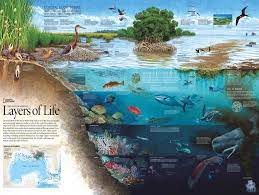 Enjoy the best free online jigsaw, with a new puzzle every day. Amazon Com New York Puzzle Company National Geographic Layers Of Life 1000 Piece Jigsaw Puzzle Toys Games