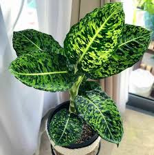 Dieffenbachia Reflector Plant Tropical House Plant Ebay Tropical House Plants Plants Big Indoor Plants