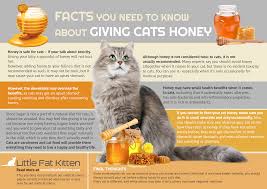 We are now cleaning his claws twice … read more. Can Cats Eat Honey Little Fat Kitten