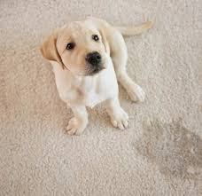 Another option is to use the spray bottle. How To Stop A Puppy From Peeing On The Rug Ask Our Trainers