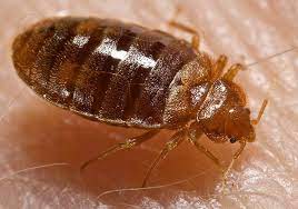 They have numerous positive reviews from customers and write about helpful topics on their blog such as various insect populations, bed bug prevention tips and general pest control prevention methods. Bed Bug Wikipedia