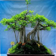 Itulah penjelasan mengenai anggur bazil yang dapat kami 7 bonsai hujan dari brazil oleh budi sulistyo. Step By Step Budidaya Tanaman Hias Bonsai Untuk Pemula