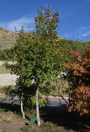 Maybe you would like to learn more about one of these? Ufei Selectree A Tree Selection Guide