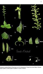 Image result for Habenaria disparilis