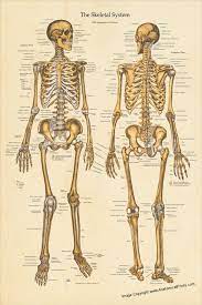 That's why we have compiled an anatomy glossary which explains each. Human Skeletal Anatomy Poster Anterior And Posterior Views 24 X 36 Skeleton Chart Skeleton Anatomy Human Skeleton Anatomy Human Anatomy Chart