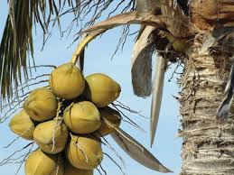 Image result for Cocos nucifera