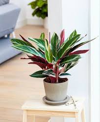 Indoor plants that suck.a lot of water! 10 Houseplants That Don T Need Sunlight The Creative Route