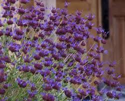 We did not find results for: Salvia Celestial Blue Purple Sage California Native Garden Blue Plants Plants