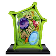 Maybe you would like to learn more about one of these? Expect More Pay Less Plant Cell Model Plant Cell Cell Model
