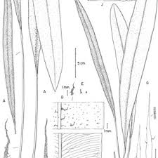 Image result for Elaphoglossum acrostichoides