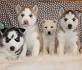 - Virginia Siberian Husky Rescue - ADOPTIONS - Rescue Me!