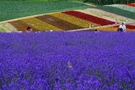 Lavender Season In Hokkaido 2020 Visit Furano And Biei Kyuhoshi Furano Hokkaido Japan