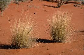 Image result for Aristida diffusa
