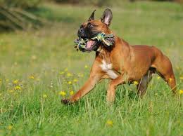 Hund magnete, boxer hund schürzen. Den Boxer Richtig Auslasten Tipps