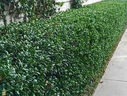 Dwarf Burford Holly Backyard Landscaping Garden Shrubs Front Yard Landscaping