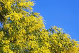 Redbuds, flowering pear trees, deciduous magnolias, dogwood trees and ornamental cherry trees are the earliest spring bloomers. Acacia Dealbata Mimosa Tree Caragh Nurseries