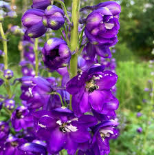 Image result for Delphinium leroyi