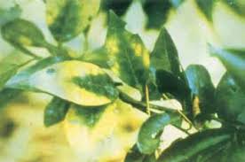 Maybe you would like to learn more about one of these? Listen To Your Lemons What Are Your Citrus Trees Trying To Tell You Globalnet Academy