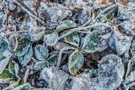 氷 結晶 イチゴ