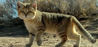 Apres 10 Ans D Absence Le Chat Des Sables Reapparait A Abou Dhabi Sciences Et Avenir Such communication is very popular nowadays. chat des sables