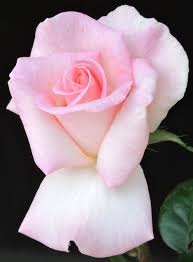 This romantic rose plant blooms only once, in late spring or early summer, and needs just a single feeding in spring. Pink Promise Rose Rose Bloom Pink