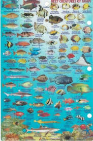 Guam Dive Map Reef Creatures Guide Franko Maps Laminated