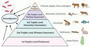 The trophic web or food web is the set of food interactions between living beings in an ecosystem. Trophic Level Definition Food Chain Food Web Pyramid Examples