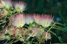 Image result for Albizia schimperiana