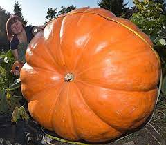 11 Cool Things You Could Buy Right Now Giant Pumpkin Growing Pumpkins Large Pumpkins
