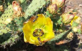 The wildflowers attract birds, bees, and butterflies and make excellent cut flowers. Worldwide Importance Of Honey Bees For Natural Habitats Captured In New Report