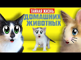 смотреть мультик тайная жизнь домашних животных все серии подряд Smeshnye Zhivotnye Odni Doma Kotiki Malysh I Murka Poyut Pesnyu Kot Zalez V Holodilnik Youtube