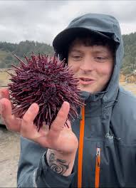 Violet sea urchin test (Sphaerechinus granularis) The test is an organic  and highly mineralized skeletal structure (calcium carbonate) which allows  the attachment and protection of the soft parts of the sea urchin.