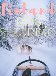 If there has been fresh snow the night before, thus slowing the trail, you may travel just the twenty miles it takes to get to your nights destination. Husky Love Dog Sledding In Finland So Amazing Hippie In Heels