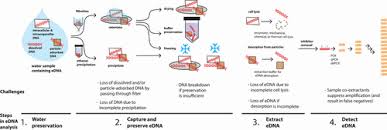 The Multiple States of Environmental DNA and What Is Known about Their  Persistence in Aquatic Environments